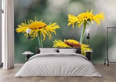 Yellow flowers in a garden Wall mural