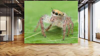 Jumping spider on the leaf Wall mural