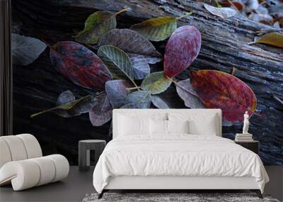 Frosty autumn leaves. Wall mural