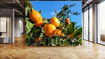 mandarin, tangerine, orange, fruit, food, a tangerine orchard, an orange orchard, an orange plantation Wall mural