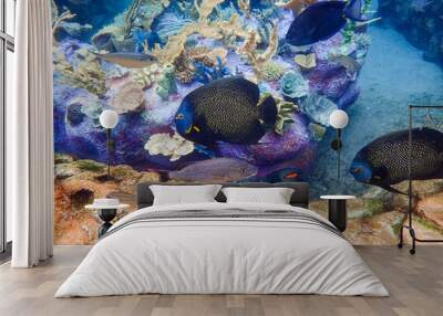 An underwater photo of a French Angelfish Wall mural