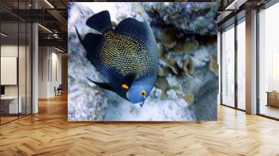 Grey Angelfish swimming in the ocean. Wall mural