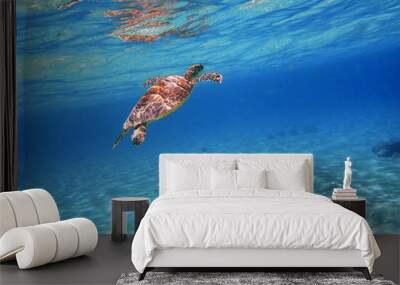 Sea Turtle swimming in the clear blue ocean. Wall mural