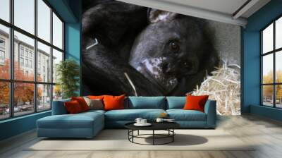 chimp monkey face Wall mural