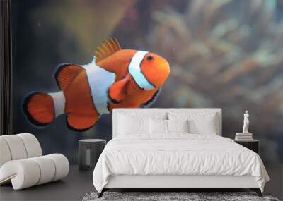 clown fish nemo Wall mural