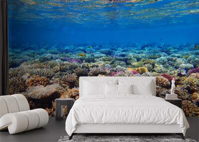 coral reef in egypt Wall mural