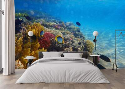 coral reef in Egypt Wall mural