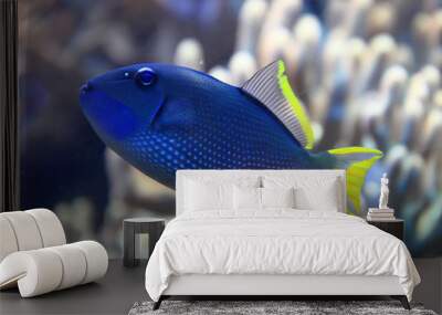 exotic coral fish Wall mural