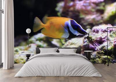 exotic sea fish Wall mural