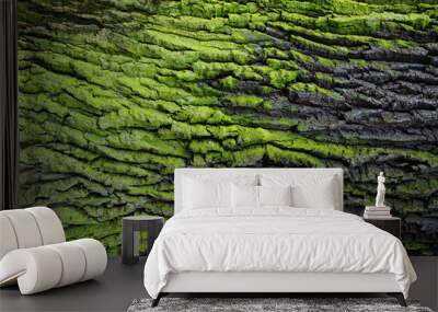 green bark texture Wall mural