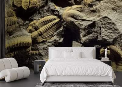 natural trilobite texture Wall mural