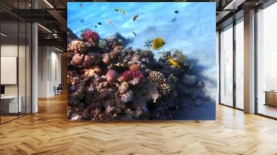 nice coral reef in the Egypt, Safaga Wall mural