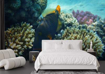 Orangelined triggerfish (Balistapus undulatus) fish Wall mural