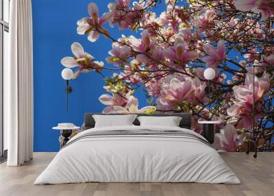 pink magnolia flowers Wall mural