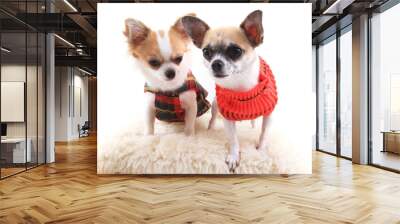 two small chihuahua isolated Wall mural