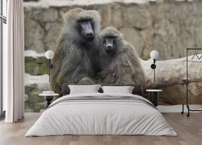 young baboon couple Wall mural