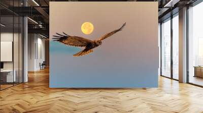 Marsh Harrier Flying at Sunrise with a Full Moon Wall mural