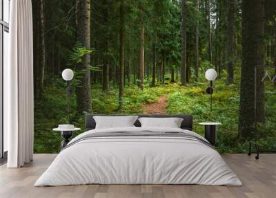 beautiful forest scenery with pine trees and green moss Wall mural