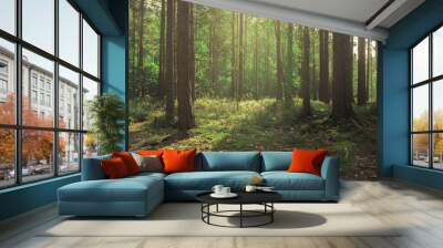 beautiful forest scenery with sunlight bursting through the trees Wall mural