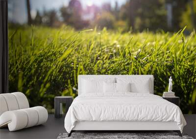 Close up of green grass with sunshine, trees and sky on background Wall mural