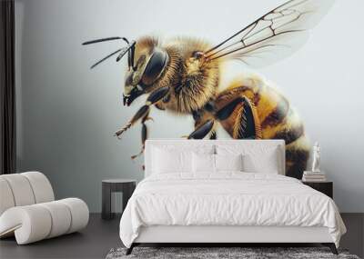 one single honey bee on white background Wall mural