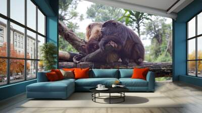 Couple of black and brown male howler monkey Alouatta Caraya Wall mural