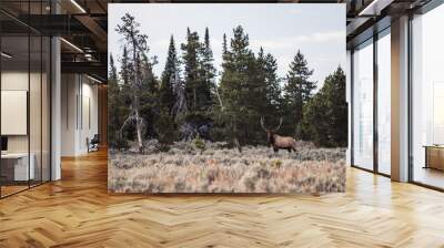 bull elk near forest Wall mural