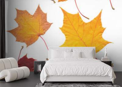 real maple tree leaf isolated on white scanned Wall mural