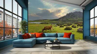 Cow grazing in a meadow at Covadonga lakes in Asturias Wall mural