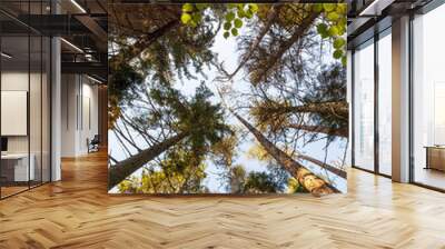 Bottom up view with green trees in forest and light blue sky Wall mural