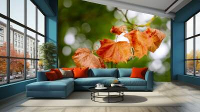 
orange autumn leaves in the park on a background of green leaves Wall mural