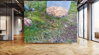 
When picking mushrooms, a person holds a knife in his hand and a bucket with mushrooms next to him Wall mural