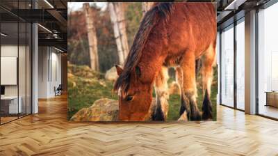 Wild horses eating grass at mount Jaizkibel, Basque Country.	 Wall mural