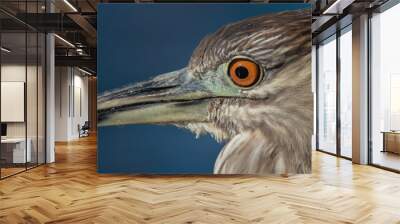 Close up Night Heron Wall mural