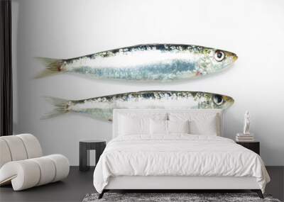 Sardine is a healthy fish Wall mural