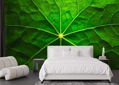 Fresh green leaf veins texture close up. Growth and ecological concept for earth day and springtime. Wall mural