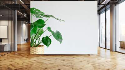 Monstera plant indoor on white wall background Wall mural