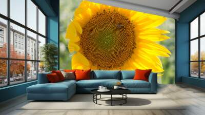 girasoles Wall mural