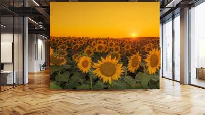 sunset in the field of sunflowers Wall mural