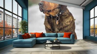 Alpine Dachsbracke Wall mural