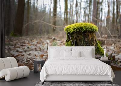 Stump overgrown with moss in the forest
 Wall mural