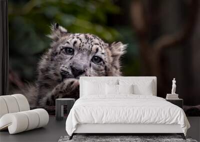 Little snow leopard Wall mural