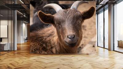 Closeup of a smiling brown goat.  Wall mural