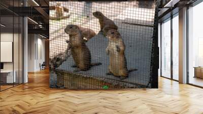 Two cute Prairie dogs standing up behind a wire cage Wall mural