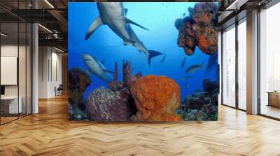 Gray reef sharks swim over sponges and coral, Bahama Bank, Caribbean Wall mural