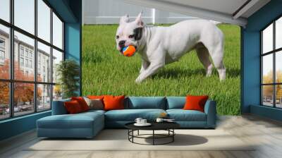 Bulldog Wall mural