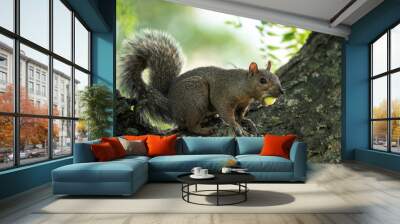 A male common gray squirrel sits on a tree branch with a large green acorn nut in its mouth as it stares at the camera. Wall mural