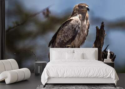 portrait or tawny eagle with fully profiled breast in the savanna of the serengeti, in tanzania, afr Wall mural