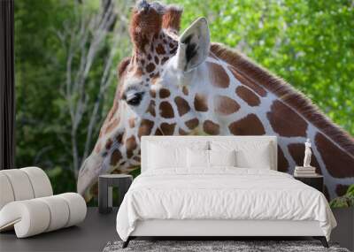 giraffe 2 Wall mural