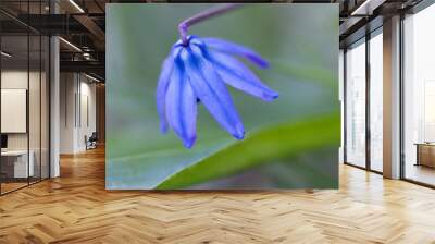 Harvest Brodiaea (Brodiaea coronaria) Wall mural